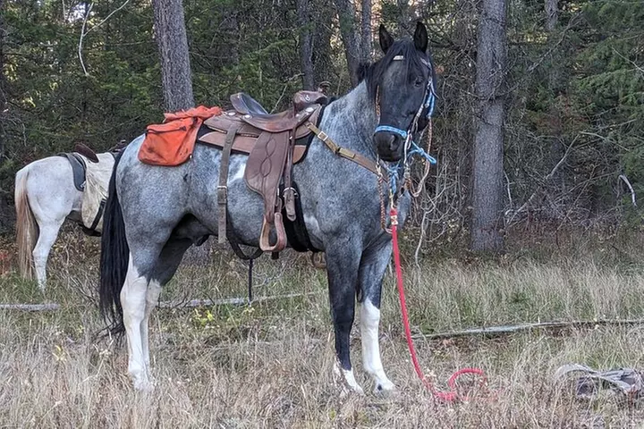 High Mountain scenic trail rides in the Teton Range