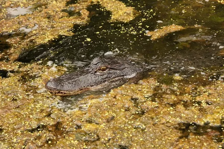 New Orleans Airboat Ride