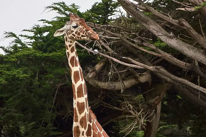 Six Flags Wild Safari Drive-Thru Adventure