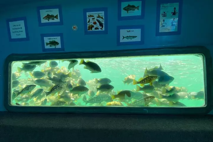 Glass Bottom Boat Ride in Redondo Beach