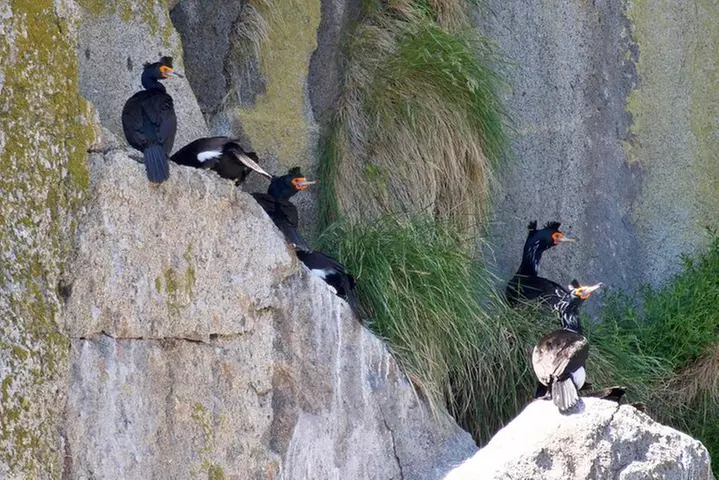 Full-Day Kenai Fjords National Park Northwestern Cruise