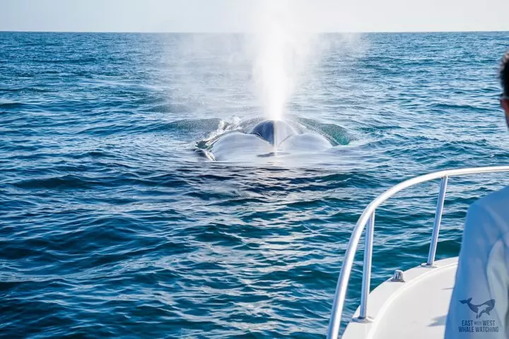 Supreme 2hr Whale/Dolphin Watching Newport Beach, 6 person max