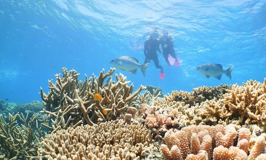 Image 9: Quicksilver Great Barrier Reef Snorkel Cruise from Port Douglas