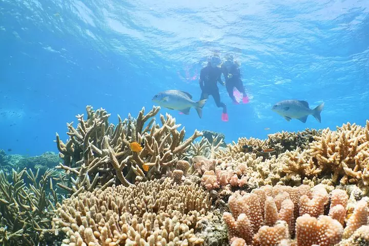 Quicksilver Great Barrier Reef Snorkel Cruise from Port Douglas