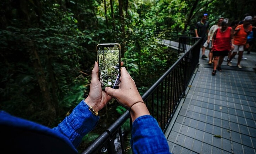 Image 21: Total Daintree Experience Tour from Port Douglas