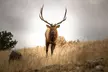 Private Wildlife Driving Tour in Rocky Mountain National Park - Second Medium