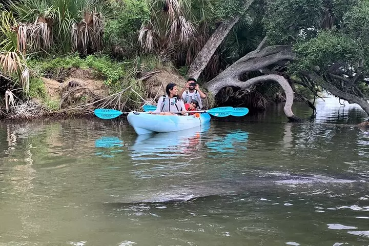 Wildlife Refuge Manatee, Dolphin & Mangrove Kayak or Paddleboarding...
