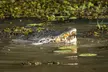 Spectacular Jumping Crocodile Cruise with Darwin Transfer Bus - Image 2