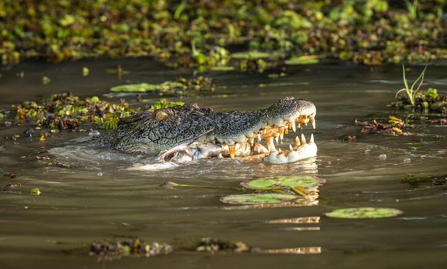 Image 14: Crocodile Jumping Boat Cruise with Transfer from Darwin
