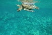 Dolphin, Sea Cave, Captain Cook, Kealakekua Bay Reef Snorkeling - Second Medium