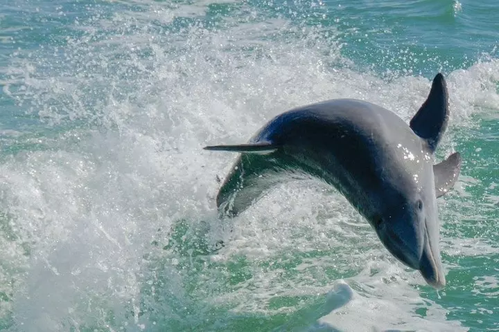 Egmont Key Snorkeling Dolphin Tour - Primary Image