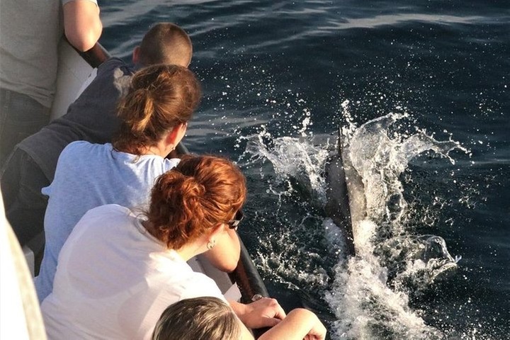 Dolphin and Whale Watching Sunset Cruise