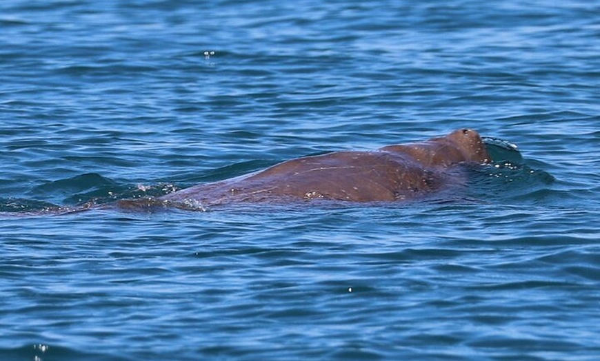 Image 5: Great Sandy Straits Seven Island Ultimate Wildlife Cruise