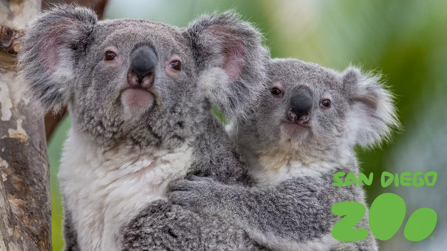San Diego Zoo - Any Day Through December 11, 2019 - Primary Image