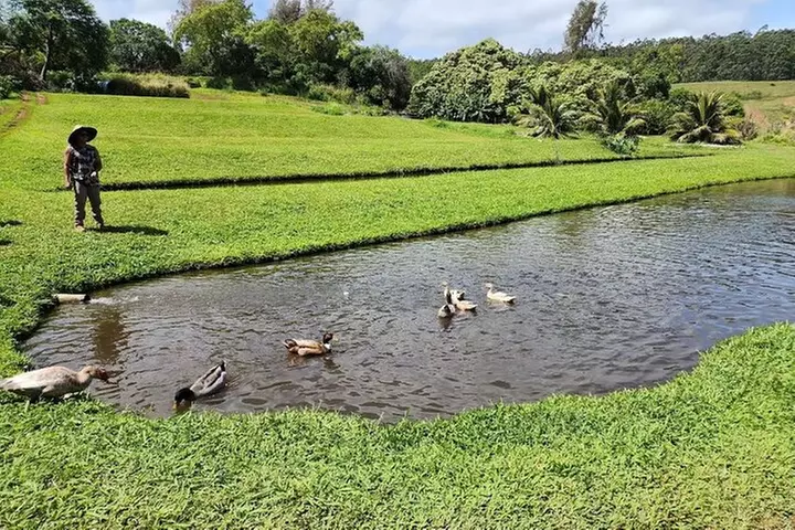 Waipi'o on Horseback: Mountain Ocean Views Working Cattle Ranch