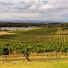 Image 3: Fully Private and Customisable Hunter Valley Wine Tour