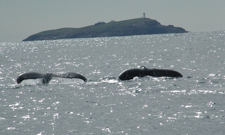 Image 4: Coffs Harbour Whale Watch Experience