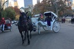 NYC Central Park VIP Horse and Carriage Ride - Second Medium