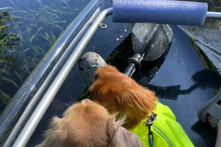 Clear Canoeing and Wildlife Sightseeing at Silver Springs