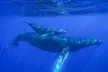 Humpback Whale Watching in Kailua-Kona Hawaii - Second Medium