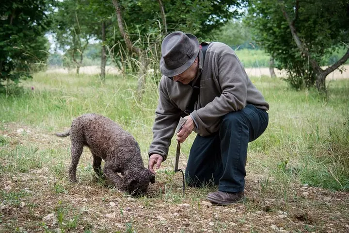 Démonstration de Cavage des Truffes