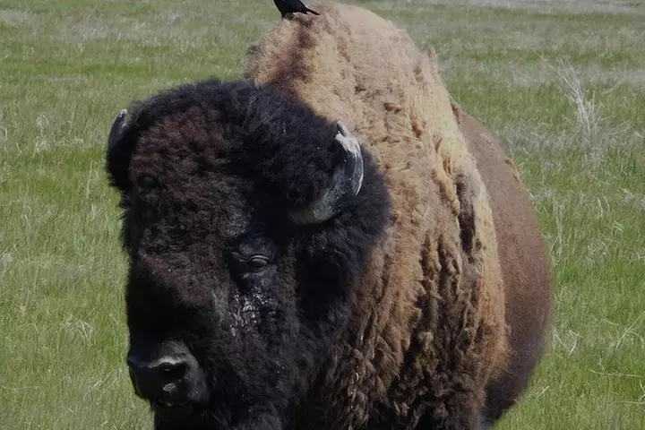 Private Tour of Mount Rushmore, Crazy Horse and Custer State Park