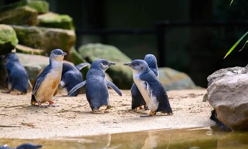 Image 9: PVT Guided Tour: Sydney Opera House and Featherdale Wildlife Park