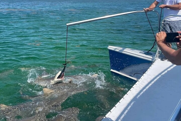 Shark and Wildlife Viewing Adventure in Key West