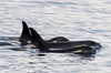 Kenai Fjords Orca Quest Cruise