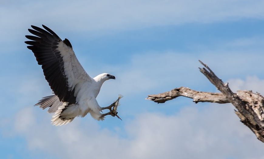 Image 2: Corroboree Billabong Wetland Cruises - 1.5 hour Morning cruise