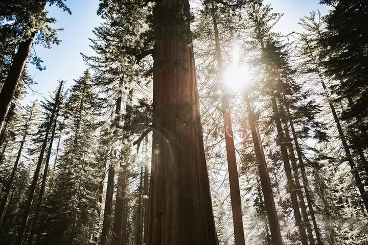 Yosemite National Park and Giant Sequoias Tour from San Jose