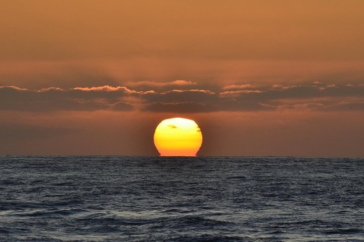 Dolphin and Whale Watching Sunset Cruise