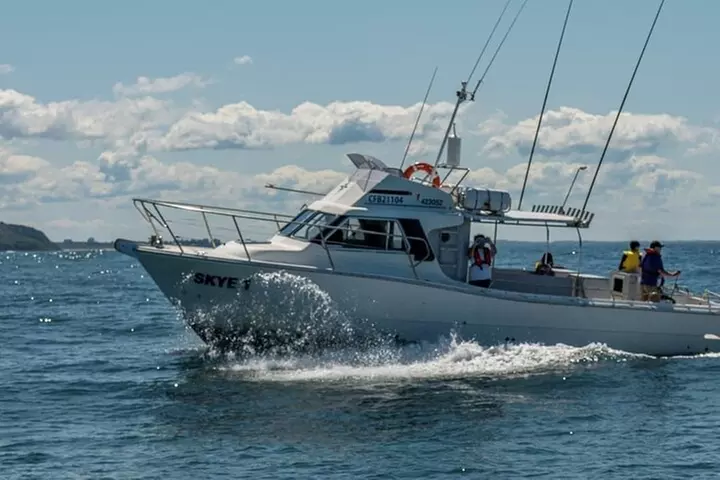Whale Watching Terrigal