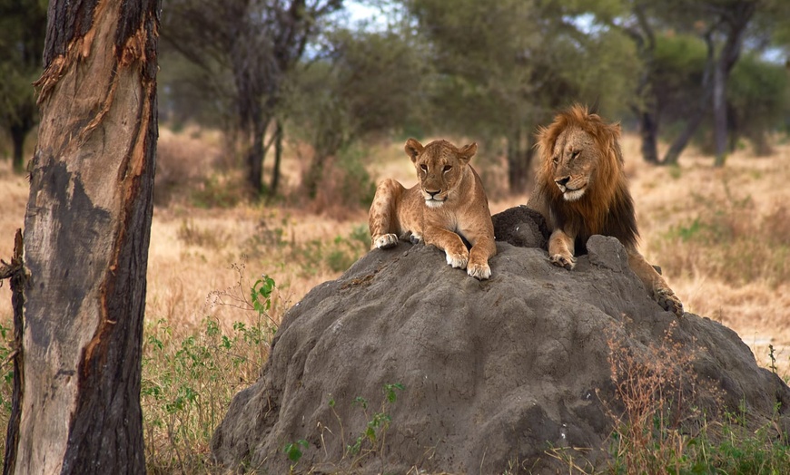 Image 8: ✈ TANZANIE | Du Kilimanjaro à Zanzibar - Sur la trace des animaux d...