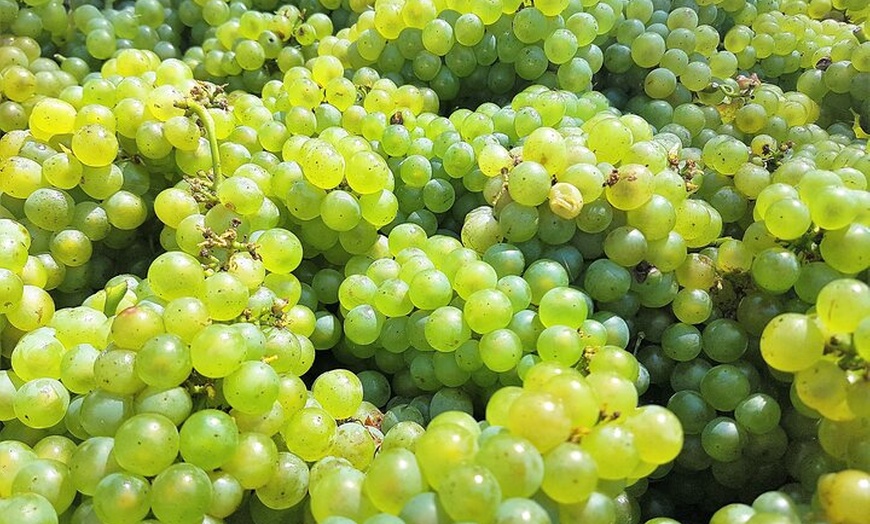 Image 17: Small Group Hunter Valley Wine Tour + Lunch, Gin & Choc ex Sydney