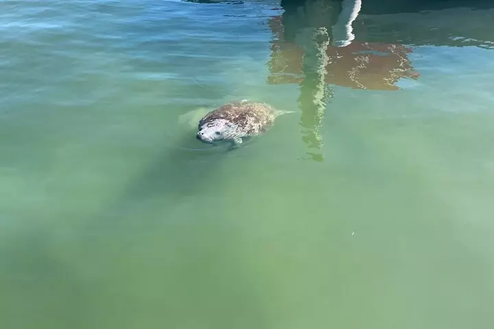 Key Largo Bay Dolphin Sunset Tour