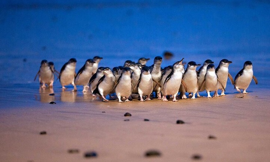 Image 8: Melbourne Steam Train Penguin Island Day Tour