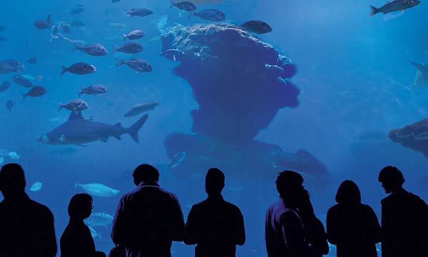 Image 8: Entrada a Palma Aquarium