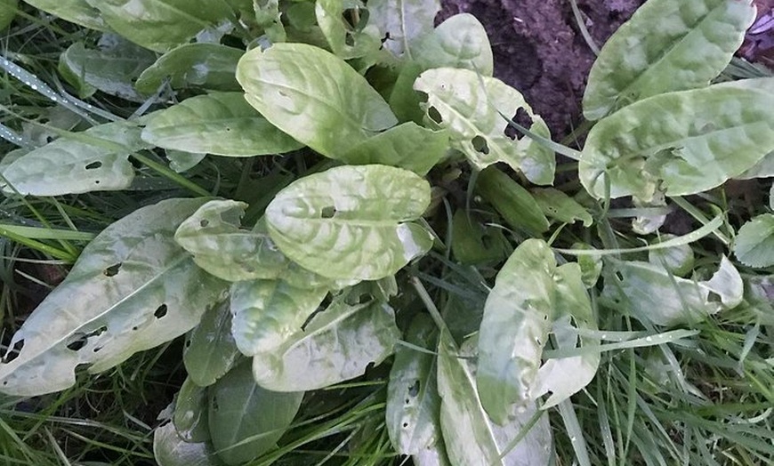 Image 5: Spring Green Forage