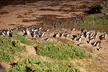 Phillip Island Penguin Parade Day Tour from Melbourne - Image 4
