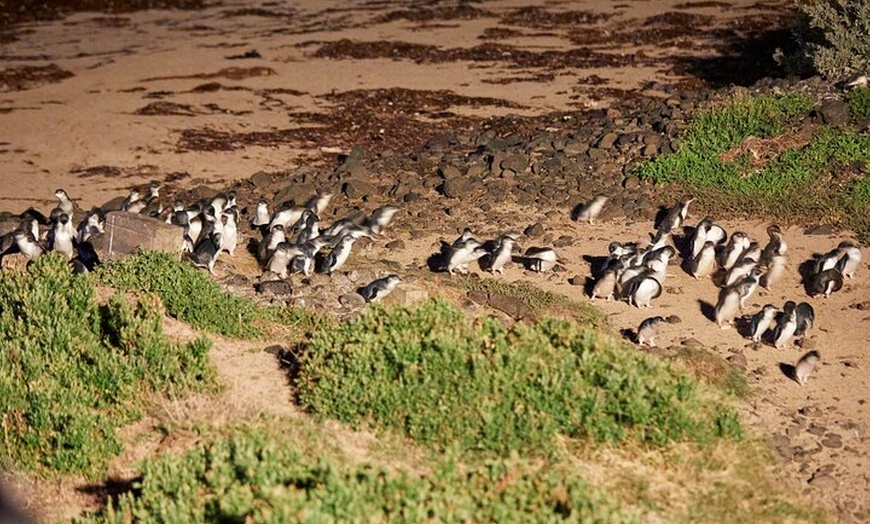Image 4: Phillip Island Penguin Parade Day Tour from Melbourne