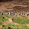 Image 4: Phillip Island Penguin Parade Day Tour from Melbourne