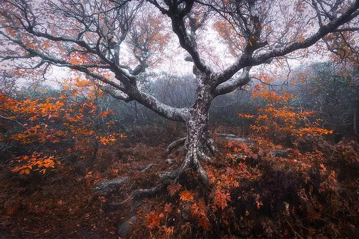 Custom Half-Day Photo Tour with Photography Lessons from Asheville