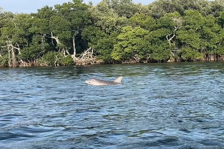 Sunset Kayaking with Dolphins