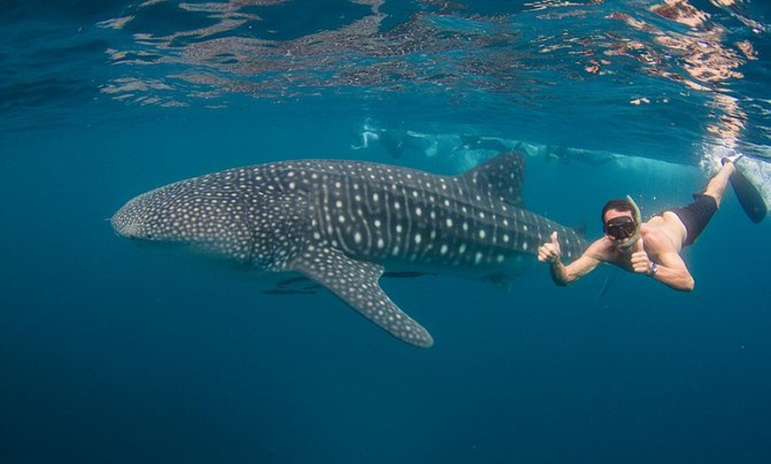 Image 1: Ningaloo Reef Whale Shark Snorkeling Adventure from Exmouth