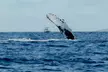 Small Group Whale Watching in Kona Hawaii - Second Medium