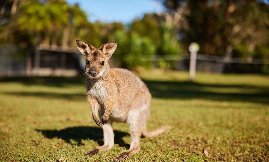 Image 5: Wildlife, Waterfalls and Wine Day Tour from Sydney