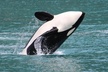 Kenai Fjords Orca Quest Cruise - Second Medium