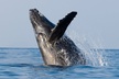 Whale Watching & Late Breakfast Cruise in Honolulu - Second Medium