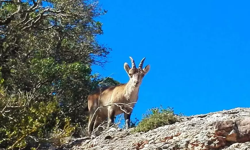 Image 8: Montserrat, una tierra de santuarios: Excursión de senderismo de un...
